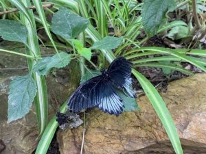 İngiltere ziyaretinde dikkatini çeken kelebek bahçesini Beykoz’da kurdu