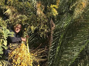 Denizli’de hurma yetiştirdi