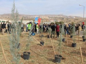 Şırnak’ta 56 bin fidan toprakla buluştu