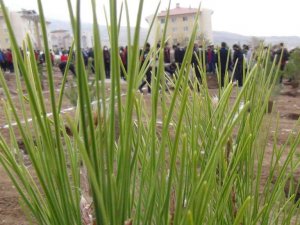 Selin vurduğu bölgede fidan dikimi yapıldı