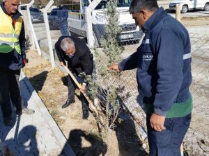 Kulu’da Milli Ağaçlandırma Günü’nde fidanlar toprakla buluştu