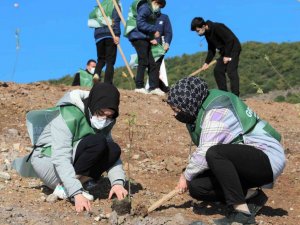Körfez’de 5 bin fidan dikildi