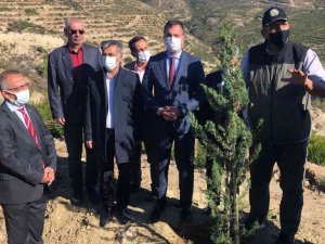 Yanan orman alanları fidanla buluştu