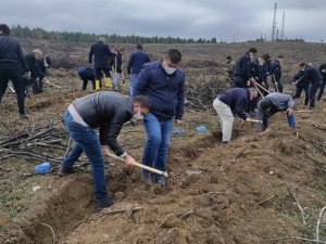 Sungurlu’da yanan ormanlık alan tekrar yeşeriyor