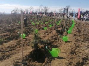 Manavgat’ta yanan orman arazileri fidanla buluştu