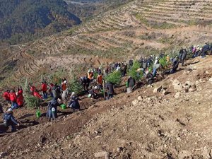 Devrek’te 100 bin fidan toprakla buluştu