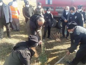 Daday’da 5 bin 250 fidan toprakla buluştu