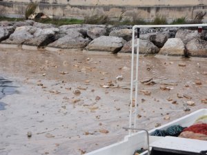Kuzeyin yıldızı Sinop’ta çevre kirliliği