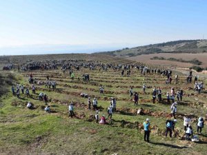 Kocaeli’de 40 bin fidan toprakla buluşturuldu