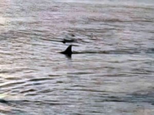 Sahile yaklaşan köpek balıkları böyle görüntülendi