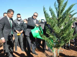 Mersin’de yanan ormanlık alanlar fidanla buluştu