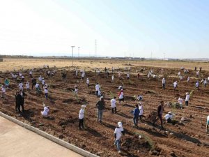 Yenişehir’de 500 fidan toprakla buluştu