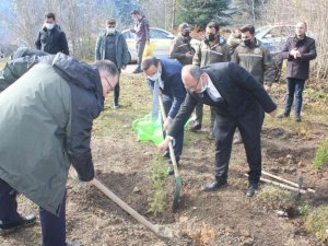 İnebolu’da 300 adet fidan toprakla buluştu