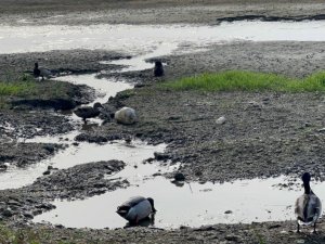 İznik Gölü’ndeki tehlike korkutuyor