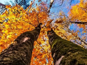 Aydın’da sonbahar bir başka güzel