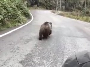 Yavru ayı karayolunda araçlara aldırış etmeden yürüdü