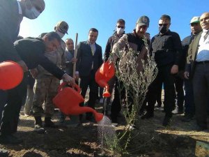 Şanlıurfa’da binlerce ağaç toprakla buluştu