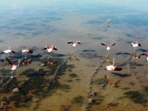 Flamingolar akın akın kışlık yuvalarına geliyor