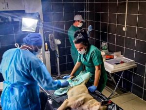 Ereğli’de sokak hayvanları kısırlaştırılıyor