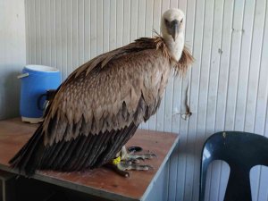Göç yolunda yorulan akbaba İpsala’da mola verdi