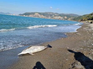 Kdz. Ereğli sahilinde ölü yunus bulundu