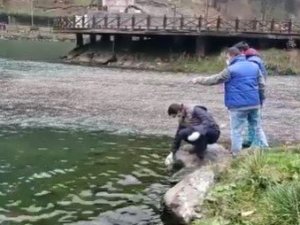 Uzungöl’deki balık ölümleri ve balıklardaki mantar hastalığı ile ilgili inceleme başlatıldı