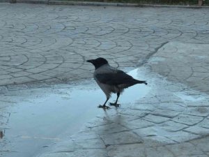 Haylaz karga ‘Şeref’, esnafın neşe kaynağı