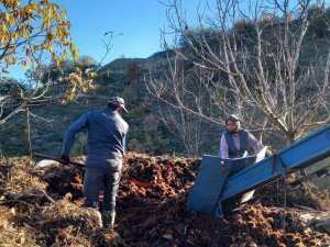 Kestane fiyatları altınla yarışınca üretici ürünü kuyudan erken çıkardı