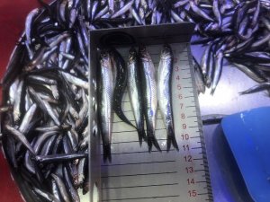 Bilecik’te balık satışı yapan yerlere denetim