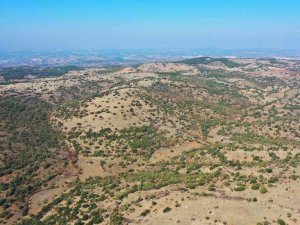 Denizli’ye ikinci bal ormanı geliyor