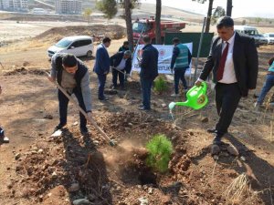 600 fıstık çamı fidanı toprakla buluştu