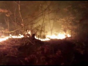 Osmaniye’de orman yangını