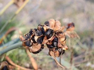 Bu çiçeği kopartmanın cezası dudak uçuklatıyor