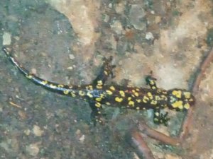 Siirt’te nesli tükenmekte olan sarı benekli semender bulundu