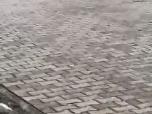 Köpeğin fare ile oyunu izleyenleri güldürdü