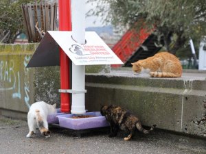 İlkadım Belediyesi sokak hayvanları için beslenme ünitesi üretimine başladı