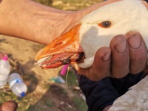 Gelişigüzel atılan misina kancaları kazın diline ve sırtına takıldı