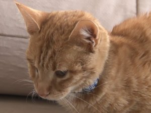 Bir haftadır serumla beslenen 6 aylık ‘Mimti’ yardım bekliyor