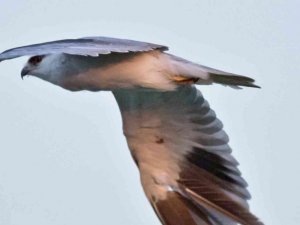 Kuş cennetinde kuşları vuruyorlar