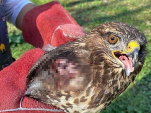 Kanadı kırılan kızıl şahin artık uçamayacak