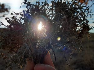 Dağlardan toplanan kekik şifa olmaya devam ediyor