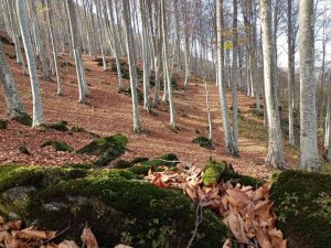 Nebiyan’da sonbahar güzelliği
