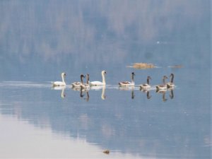 Bafa Gölü’nün balerinleri, görsel şölen oluşturdu