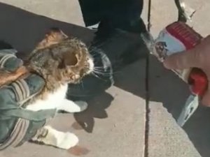 Kafasına konserve kutusu sıkışan kediyi itfaiye kurtardı