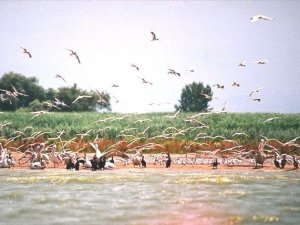Bandırma Kuşcenneti tehdit altında