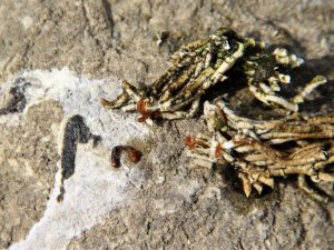 Bafa Gölü’nde sular çekildi, istilacılar ortaya çıktı