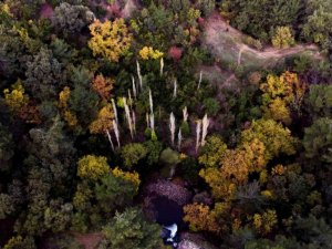 Manisa’da ‘Sıfır Atık’ projesiyle 5 bin 131 ağacın kesilmesi önlendi