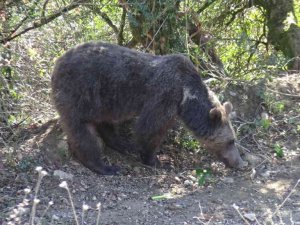 Domuz tuzağına yakalanan ayı kurtarıldı