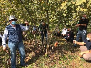 Fındık bahçelerinde budama eğitimi verildi