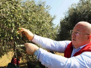 Zeytinyağları ihtiyaç sahiplerine dağıtılacak